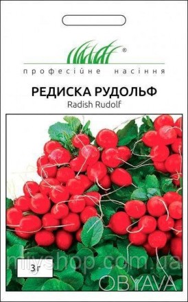 Дуже ранній сорт редису універсального призначення. При вирощуванні у закритому . . фото 1