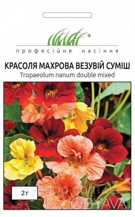 Красоля махрова Везувій (Tropaeolum nanum double). Морозостійка однорічна трав'я. . фото 1