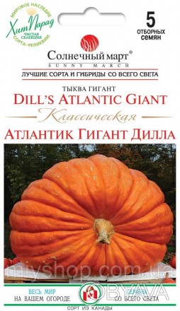 Атлантический Гигант – это группа сортов самой крупной тыквы в мире, созданных H. . фото 1