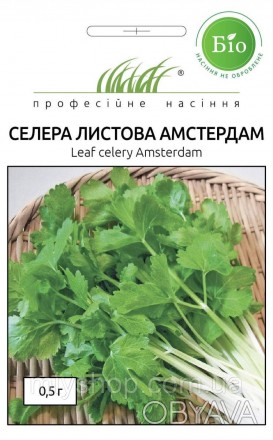 Новий урожайний сорт листової селери, придатний для вирощування у відкритому та . . фото 1