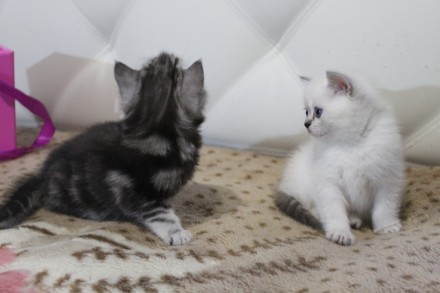 Шикарные котята-шотландские серебристые шиншиллы.Есть вислоухая девочка и мальчи. . фото 7