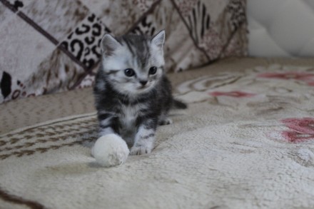 Шикарные котята-шотландские серебристые шиншиллы.Есть вислоухая девочка и мальчи. . фото 6
