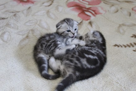 Шикарные котята-шотландские серебристые шиншиллы.Есть вислоухая девочка и мальчи. . фото 11