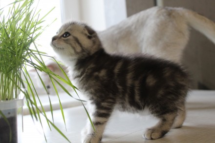 Шикарные котята-шотландские серебристые шиншиллы.Есть вислоухая девочка и мальчи. . фото 4