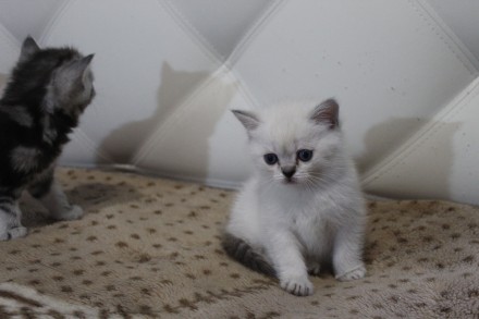 Шикарные котята-шотландские серебристые шиншиллы.Есть вислоухая девочка и мальчи. . фото 13