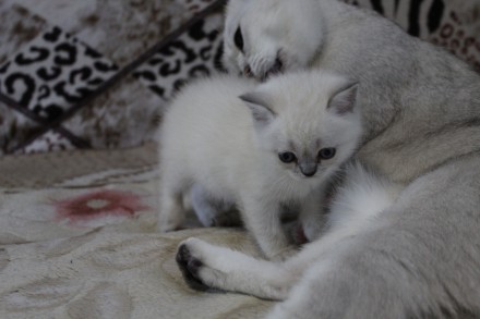 Шикарные котята-шотландские серебристые шиншиллы.Есть вислоухая девочка и мальчи. . фото 5