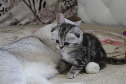 Шикарные котята-шотландские серебристые шиншиллы.Есть вислоухая девочка и мальчи. . фото 2