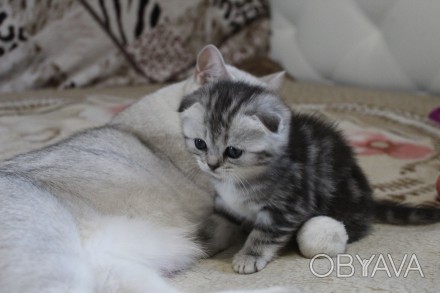 Шикарные котята-шотландские серебристые шиншиллы.Есть вислоухая девочка и мальчи. . фото 1