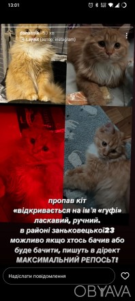 Пропав кіт рудий, пухнастий
12-13 лютого в р-н заньковецької
У кого є якась ін. . фото 1
