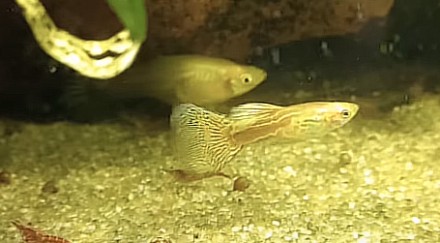 Продам молодых гуппи "желтая кобра"
Рыбки нежно-желтого цвета, жёлто-. . фото 9