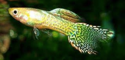Продам молодых гуппи "желтая кобра"
Рыбки нежно-желтого цвета, жёлто-. . фото 4