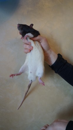 Породистые, правильно и заботливо вырощенные крысята ждут возможности попасть в . . фото 3