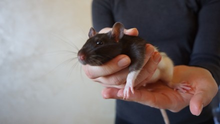 Породистые, правильно и заботливо вырощенные крысята ждут возможности попасть в . . фото 7