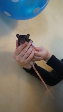 Породистые, правильно и заботливо вырощенные крысята ждут возможности попасть в . . фото 8