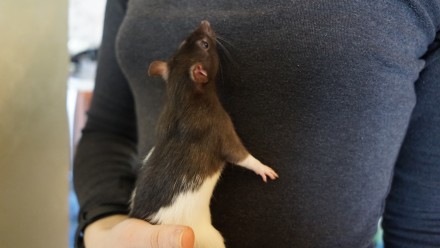Породистые, правильно и заботливо вырощенные крысята ждут возможности попасть в . . фото 6