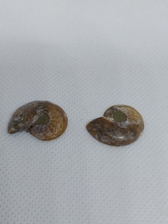 Пропонуємо Вам придбати незвичайний вироб з натурального амоніту (раковина молюс. . фото 5