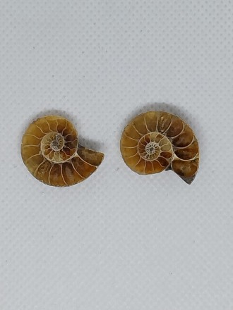 Пропонуємо Вам придбати незвичайний вироб з натурального амоніту (раковина молюс. . фото 4