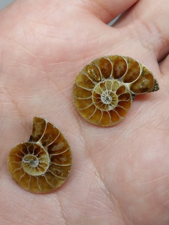Пропонуємо Вам придбати незвичайний вироб з натурального амоніту (раковина молюс. . фото 7