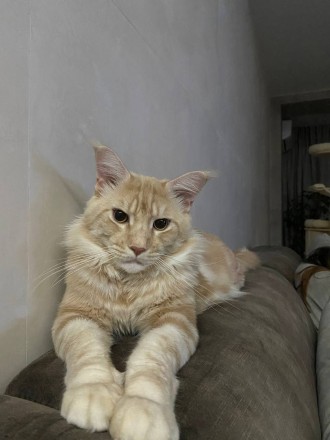 Молодий, здоровий кіт з родословними документами чекає красунь такої ж породи на. . фото 3