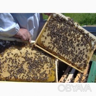 Принемаем закази на бджолопакети, Бакфаст Украинська степова. Карпатка. Карника.. . фото 1