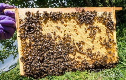 Формирую заказы на весну 2024 г.
Продам пчелопакеты, рамка дадан (3 расплода + . . фото 1