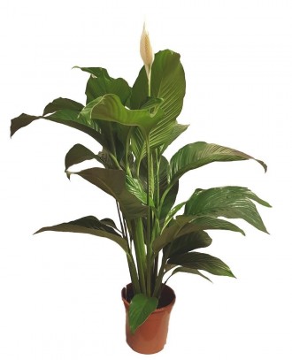 Спатифілуми
відомий, досить численний рід рослин із сімейства Ароїдні. В
 природ. . фото 2