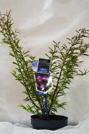 Суринамська каліандра - це мальовнича рослина, яку іноді вирощують в регіонах з . . фото 2