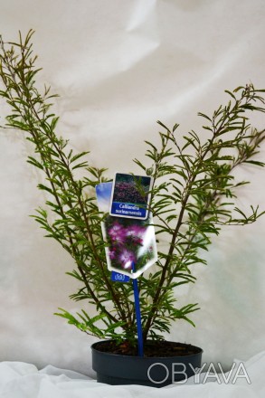 Суринамська каліандра - це мальовнича рослина, яку іноді вирощують в регіонах з . . фото 1