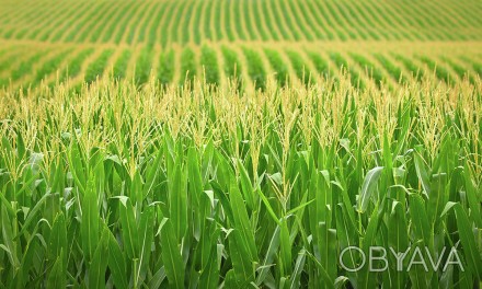 Високотехнологічний і врожайний гібрид зернового напрямку. Селекція велась на ос. . фото 1