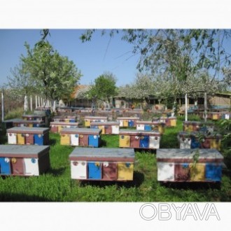 Продам бджолопакети, Карпатка, Украинська степова, Бакфаст. 4,рамки розплоду. Ма. . фото 1