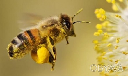 Продам бджолосім'ї та бджолопакети. Пасіка розташована в екологічно-чистому. . фото 1