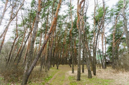 Продам дачу біля лісу в мальовничому місці Новоселівки (15 хвилин від Дніпра по . . фото 13