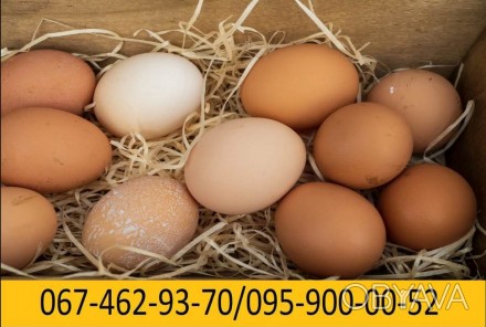 ПП Трансвіт на постійній основі та у великій кількості, реалізовує яйця курячі с. . фото 1