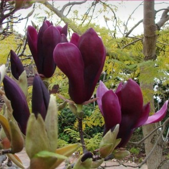 Магнолия Нигра / h 30-40 / Magnolia liliiflora Nigra. Балаклея. фото 1 Магнолия Нигра / h 30-40 / Magnolia liliiflora Nigra. Балаклея. фото 1