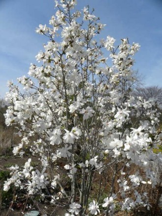 Магнолия лебнера Меррилл / Magnolia loebneri Merrill
Широкий, разветвлённый куст. . фото 4