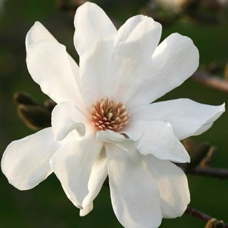 Магнолия лебнера Меррилл / Magnolia loebneri Merrill
Широкий, разветвлённый куст. . фото 2