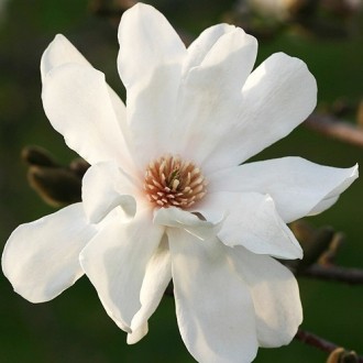 Магнолия лебнера Меррилл / h 40-60 / Magnolia loebneri Merrill. Балаклея. фото 1 Магнолия лебнера Меррилл / h 40-60 / Magnolia loebneri Merrill. Балаклея. фото 1