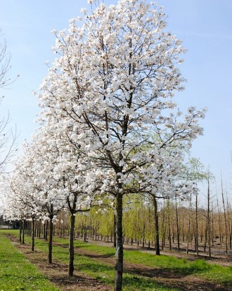 Магнолия лебнера Меррилл / Magnolia loebneri Merrill
Широкий, разветвлённый куст. . фото 5