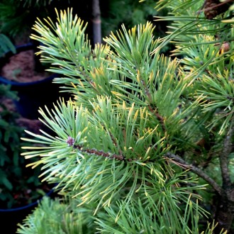 Сосна обыкновенная Ауреа / Pinus sylvestris Aurea
Это живописная, достаточно сим. . фото 3