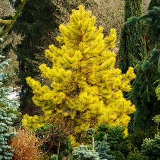 Сосна обыкновенная Ауреа / Pinus sylvestris Aurea
Это живописная, достаточно сим. . фото 2
