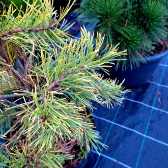 Сосна обыкновенная Ауреа / Pinus sylvestris Aurea
Это живописная, достаточно сим. . фото 4