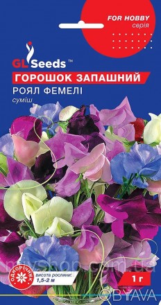 Чарівна однорічна рослина з в`юнкими стеблами висотою 1,5-2 м, довжина квітконос. . фото 1