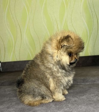 Предлагаю вашему вниманию безумно красивый щенок померанский шпиц.Дата рождения . . фото 7