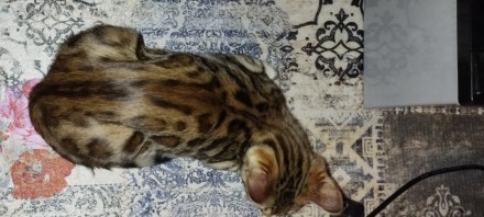 Продаж Чистокровний Бенгальський котик, чекає  на люблячу сім'ю, хлопчик  д. . фото 8