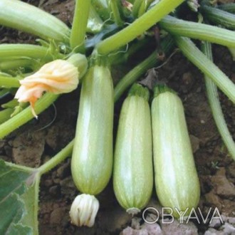 Семена кабачка Цукеша 
Цена: 2 г – 9,90 грн.
Производитель: Империя семя. . фото 1