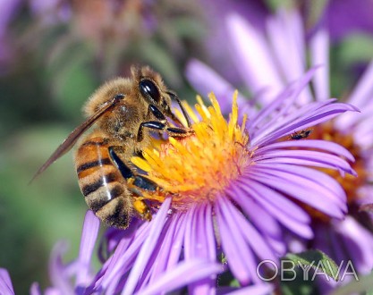 Продам 50 бджолосімей порода бджіл Українська степова ціна договірна" тел. . . фото 1