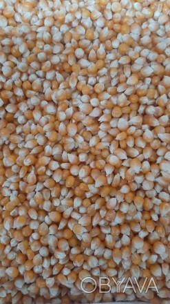 Виробник пропонує зерно кукурудзи попкорн американських гібридів. 
Чистота 99,9. . фото 1