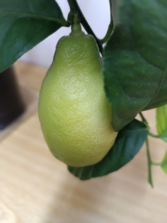Продажа саденцов лимона Лунарио .

Все саженцы выращенные методом вкоренения и. . фото 3
