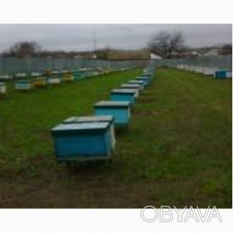 Принимаем до конца месяца заказы на бджолопакети, Карника, Украинська степова, К. . фото 1