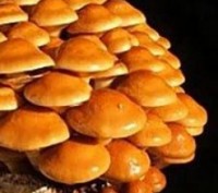 Высококачественный ЭКО блок для выращивания грибов Опёнок Намеко Фолиота намеко,. . фото 3